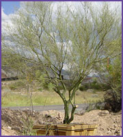 Palo Verde Tree