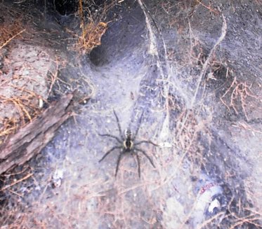 Lower salt river 18