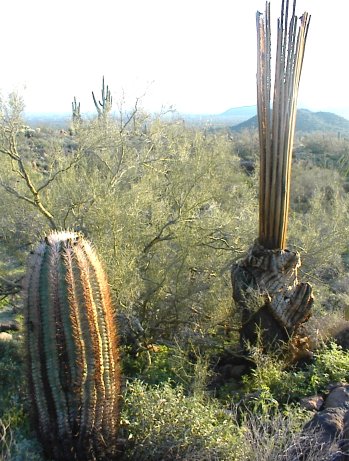 Dying cactus